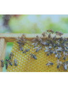 Fils inox pour l'apiculture