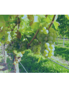 Fils inox pour le palissage et la viticulture