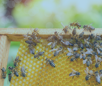 Fils inox pour l'apiculture, cadres de ruche