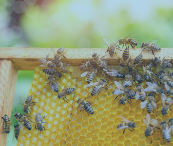 Fil apiculture Ø 0,5 mm - 304 - 320m - 0.50Kg