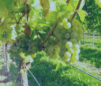 Pour vos vignes les fils inox pour le palissage et la viticulture.