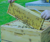 Fil apiculture Ø 0,5 mm - 304 - 320m - 0.50Kg