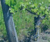 Amarrage viticulture