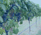 Palissage viticulture